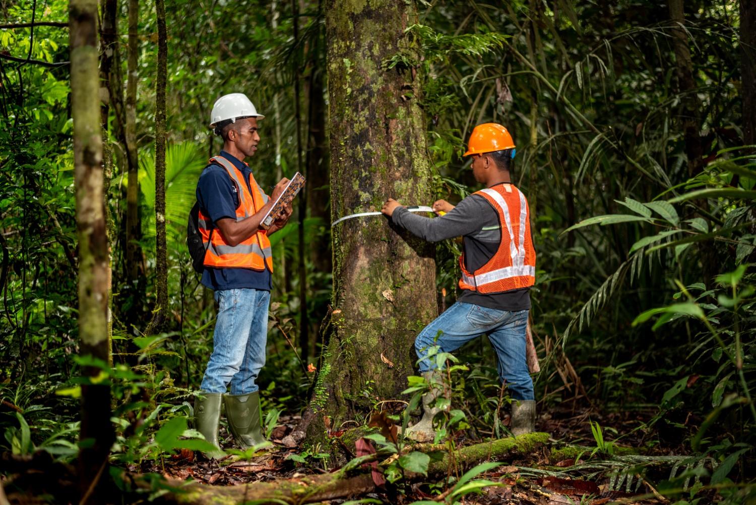 Biri Reserve Forest | Sustainable Forest Management